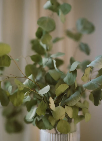 Raum und Zeit Eucalyptus