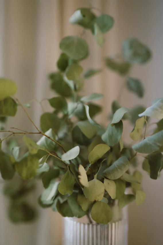 Raum und Zeit Eucalyptus